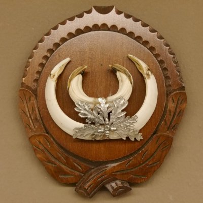 Keilerwaffen Wildschweinwaffen (Sus scrofa) L bis 15 cm Trophäe Keiler Gewaff Trophäenschild