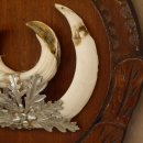 Keilerwaffen Wildschweinwaffen (Sus scrofa) L bis 15 cm Trophäe Keiler Gewaff Trophäenschild