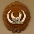Keilerwaffen Wildschweinwaffen (Sus scrofa) L bis 15 cm Trophäe Keiler Gewaff Trophäenschild