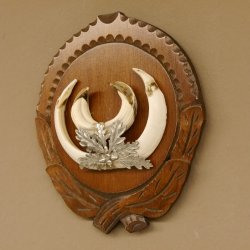 Keilerwaffen Wildschweinwaffen (Sus scrofa) L bis 15 cm Trophäe Keiler Gewaff Trophäenschild