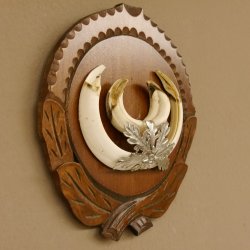 Keilerwaffen Wildschweinwaffen (Sus scrofa) L bis 15 cm Trophäe Keiler Gewaff Trophäenschild