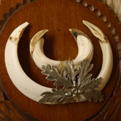 Keilerwaffen Wildschweinwaffen (Sus scrofa) L bis 15 cm Trophäe Keiler Gewaff Trophäenschild