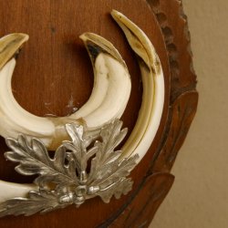 Keilerwaffen Wildschweinwaffen (Sus scrofa) L bis 15 cm Trophäe Keiler Gewaff Trophäenschild