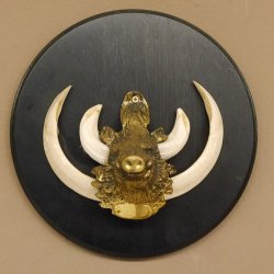 Keilerwaffen Wildschweinwaffen (Sus scrofa) L bis 15,5 cm Trophäe Keiler Gewaff Trophäenschild