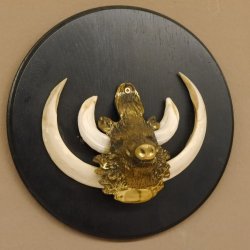 Keilerwaffen Wildschweinwaffen (Sus scrofa) L bis 15,5 cm Trophäe Keiler Gewaff Trophäenschild