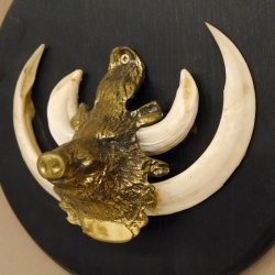 Keilerwaffen Wildschweinwaffen (Sus scrofa) L bis 15,5 cm Trophäe Keiler Gewaff Trophäenschild