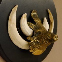 Keilerwaffen Wildschweinwaffen (Sus scrofa) L bis 15,5 cm Trophäe Keiler Gewaff Trophäenschild