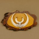 Keilerwaffen Wildschweinwaffen (Sus scrofa) L bis 15,5 cm...