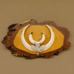 Keilerwaffen Wildschweinwaffen (Sus scrofa) L bis 15,5 cm Trophäe Keiler Gewaff Birke Schild
