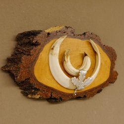 Keilerwaffen Wildschweinwaffen (Sus scrofa) L bis 15,5 cm Trophäe Keiler Gewaff Birke Schild
