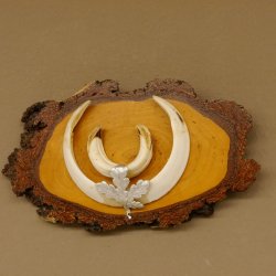 Keilerwaffen Wildschweinwaffen (Sus scrofa) L bis 15,5 cm Trophäe Keiler Gewaff Birke Schild
