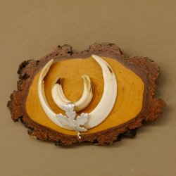 Keilerwaffen Wildschweinwaffen (Sus scrofa) L bis 15,5 cm Trophäe Keiler Gewaff Birke Schild