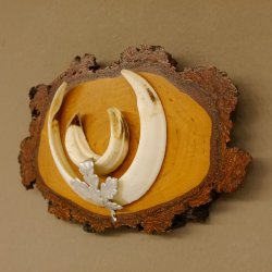 Keilerwaffen Wildschweinwaffen (Sus scrofa) L bis 15,5 cm Trophäe Keiler Gewaff Birke Schild