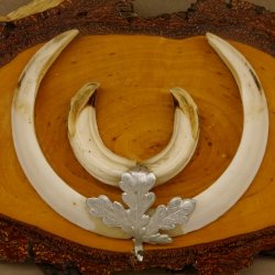 Keilerwaffen Wildschweinwaffen (Sus scrofa) L bis 15,5 cm Trophäe Keiler Gewaff Birke Schild