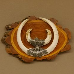 Keilerwaffen Wildschweinwaffen (Sus scrofa) L bis 22 cm Trophäe Keiler Gewaff Akazie Schild