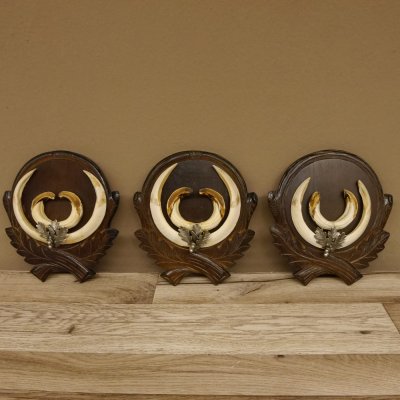 Keilerwaffen 3 er Set Wildschweinwaffen (Sus scrofa) L bis ca. 20,5 cm Trophäe Keiler Gewaff Trophäenschild