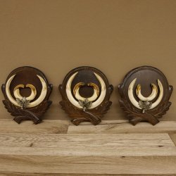 Keilerwaffen 3 er Set Wildschweinwaffen (Sus scrofa) L bis ca. 20,5 cm Trophäe Keiler Gewaff Trophäenschild
