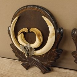 Keilerwaffen 3 er Set Wildschweinwaffen (Sus scrofa) L bis ca. 20,5 cm Trophäe Keiler Gewaff Trophäenschild