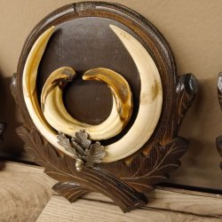 Keilerwaffen 3 er Set Wildschweinwaffen (Sus scrofa) L bis ca. 20,5 cm Trophäe Keiler Gewaff Trophäenschild