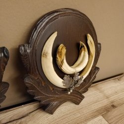 Keilerwaffen 3 er Set Wildschweinwaffen (Sus scrofa) L bis ca. 20,5 cm Trophäe Keiler Gewaff Trophäenschild