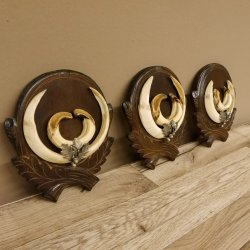 Keilerwaffen 3 er Set Wildschweinwaffen (Sus scrofa) L bis ca. 20,5 cm Trophäe Keiler Gewaff Trophäenschild