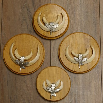 Keilerwaffen 4 er Set Wildschweinwaffen (Sus scrofa) L bis 12,5 cm Trophäe Keiler Gewaff Trophäenschild