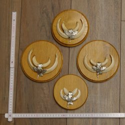 Keilerwaffen 4 er Set Wildschweinwaffen (Sus scrofa) L bis 12,5 cm Trophäe Keiler Gewaff Trophäenschild