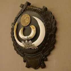 Keilerwaffen 2 er Set Wildschweinwaffen (Sus scrofa) Medaillen Trophäe Keiler Gewaff Trophäenschild