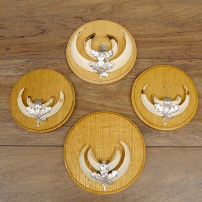 Keilerwaffen 4 er Set Wildschweinwaffen (Sus scrofa) L bis 15 cm Trophäe Keiler Gewaff Trophäenschild