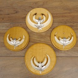 Keilerwaffen 4 er Set Wildschweinwaffen (Sus scrofa) L bis 15 cm Trophäe Keiler Gewaff Trophäenschild