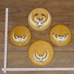 Keilerwaffen 4 er Set Wildschweinwaffen (Sus scrofa) L bis 15 cm Trophäe Keiler Gewaff Trophäenschild
