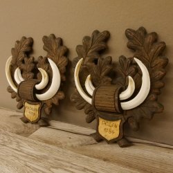 Keilerwaffen 2 er Set Wildschweinwaffen (Sus scrofa) L bis 17,2 cm Trophäe Keiler Gewaff Trophäenschild
