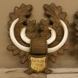 Keilerwaffen 2 er Set Wildschweinwaffen (Sus scrofa) L bis 17,2 cm Trophäe Keiler Gewaff Trophäenschild