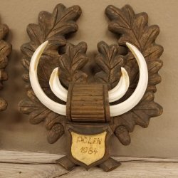 Keilerwaffen 2 er Set Wildschweinwaffen (Sus scrofa) L bis 17,2 cm Trophäe Keiler Gewaff Trophäenschild