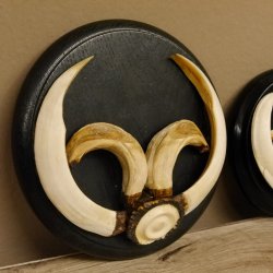 Keilerwaffen 3 er Set Wildschweinwaffen (Sus scrofa) L bis ca. 19 cm Trophäe Keiler Gewaff Trophäenschild