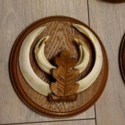Keilerwaffen 5 er Set Wildschweinwaffen (Sus scrofa) L bis 18,6 cm Trophäe Keiler Gewaff Trophäenschild