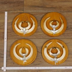 Keilerwaffen 4 er Set Wildschweinwaffen (Sus scrofa) L bis 16,5 - 20 cm Trophäe Keiler Gewaff Trophäenschild
