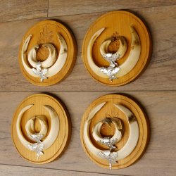 Keilerwaffen 4 er Set Wildschweinwaffen (Sus scrofa) L bis 16,5 - 20 cm Trophäe Keiler Gewaff Trophäenschild