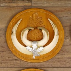 Keilerwaffen 4 er Set Wildschweinwaffen (Sus scrofa) L bis 16,5 - 20 cm Trophäe Keiler Gewaff Trophäenschild