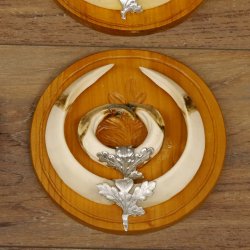 Keilerwaffen 4 er Set Wildschweinwaffen (Sus scrofa) L bis 16,5 - 20 cm Trophäe Keiler Gewaff Trophäenschild