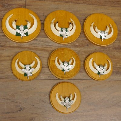 Keilerwaffen 7 er Set Wildschweinwaffen (Sus scrofa) L bis max. 14,5 cm Trophäe Keiler Gewaff Trophäenschild
