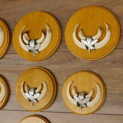 Keilerwaffen 7 er Set Wildschweinwaffen (Sus scrofa) L bis max. 14,5 cm Trophäe Keiler Gewaff Trophäenschild