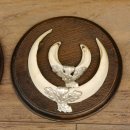 Keilerwaffen 6 er Set Wildschweinwaffen (Sus scrofa) L bis max. 17 cm Trophäe Keiler Gewaff Trophäenschild