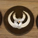 Keilerwaffen 6 er Set Wildschweinwaffen (Sus scrofa) L bis max. 17 cm Trophäe Keiler Gewaff Trophäenschild