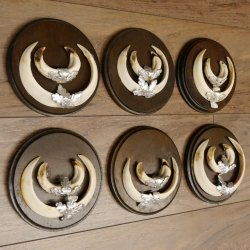 Keilerwaffen 6 er Set Wildschweinwaffen (Sus scrofa) L bis max. 17 cm Trophäe Keiler Gewaff Trophäenschild