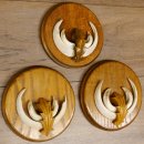 Keilerwaffen 3 er Set Wildschweinwaffen (Sus scrofa) L bis 13,8 cm Trophäe Keiler Gewaff Trophäenschild
