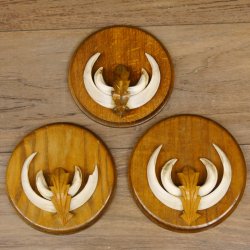 Keilerwaffen 3 er Set Wildschweinwaffen (Sus scrofa) L bis 13,8 cm Trophäe Keiler Gewaff Trophäenschild