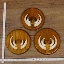 Keilerwaffen 3 er Set Wildschweinwaffen (Sus scrofa) L bis 13,8 cm Trophäe Keiler Gewaff Trophäenschild