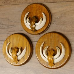 Keilerwaffen 3 er Set Wildschweinwaffen (Sus scrofa) L bis 13,8 cm Trophäe Keiler Gewaff Trophäenschild