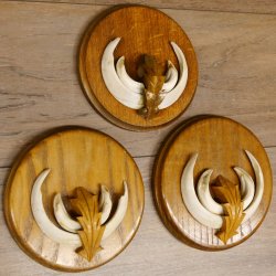 Keilerwaffen 3 er Set Wildschweinwaffen (Sus scrofa) L bis 13,8 cm Trophäe Keiler Gewaff Trophäenschild